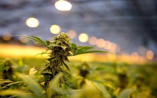L'importance de l'éducation sur le CBD