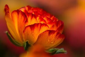 Bulbes à fleurs