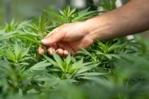 CBD Nativus