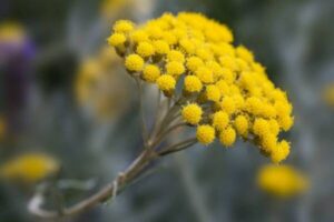 immortelle fleur