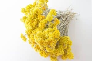 immortelle fleur