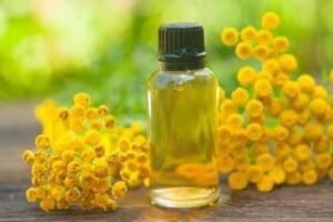 immortelle fleur