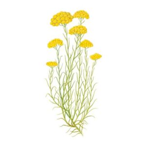 immortelle fleur