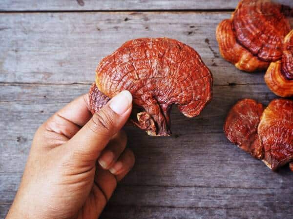 Reishi