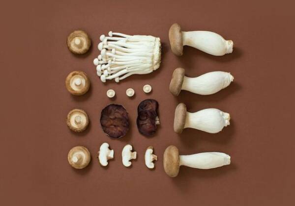 champignons adaptogènes