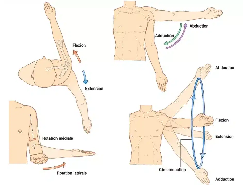 Mouvement articulaire